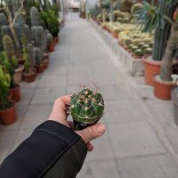 Gymnocalycium fleischerianum VOS 30