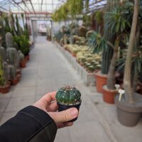 Gymnocalycium fleischerianum VOS 30