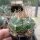 Gymnocalycium fleischerianum VOS 30