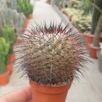 Mammillaria cobrensis ROG 641