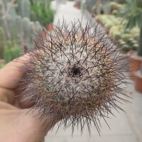 Mammillaria cobrensis ROG 641
