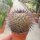 Mammillaria cobrensis ROG 641