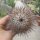 Mammillaria cobrensis ROG 641