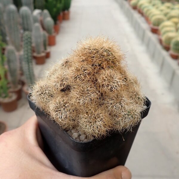 Sulcorebutia crispata RMR 0413