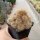Sulcorebutia crispata RMR 0413