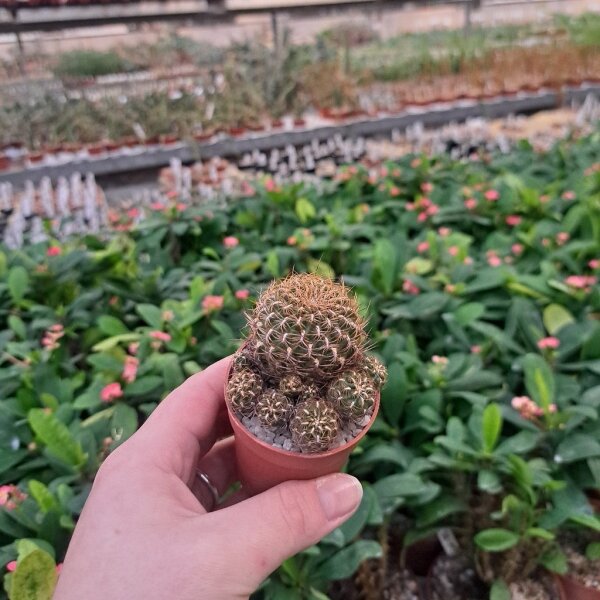 Sulcorebutia breviflora v. haseltonii L 980 Blüte rot