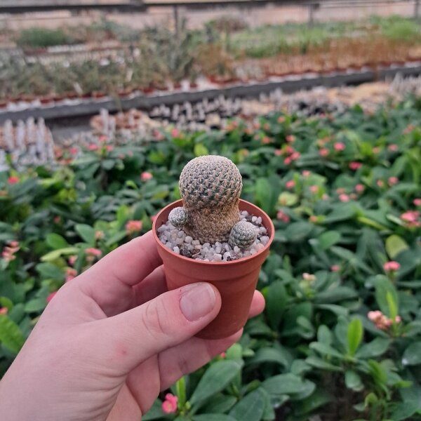 Sulcorebutia heliosoides RMR 0820