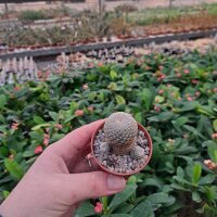 Sulcorebutia heliosoides RMR 0820