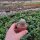 Sulcorebutia heliosoides RMR 0820