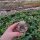 Sulcorebutia heliosoides RMR 0820