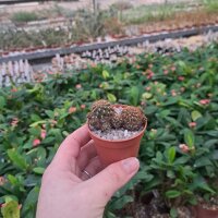 Sulcorebutia steinbachii v. hoffmannii G 236