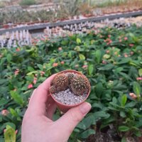 Sulcorebutia steinbachii v. hoffmannii G 236