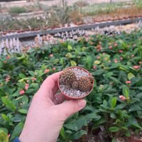 Sulcorebutia steinbachii v. hoffmannii G 236