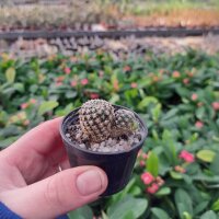 Sulcorebutia langeri G 245 Blüte weiß