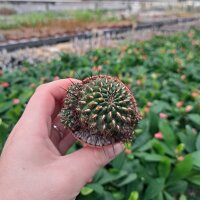 Sulcorebutia cochabambina