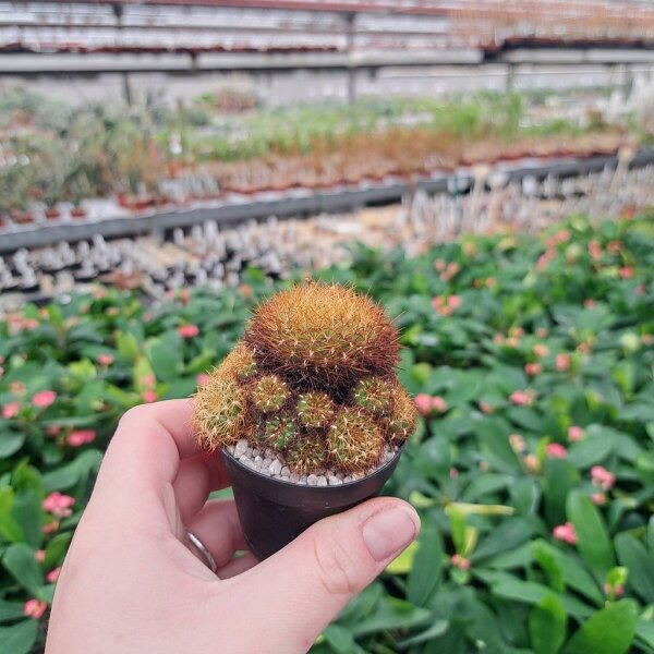Sulcorebutia mentosa v. mentosa L 338