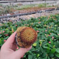 Sulcorebutia mentosa v. mentosa L 338