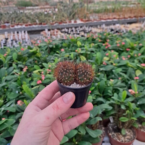 Sulcorebutia insperata nom. prov. RMR 0812