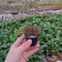 Sulcorebutia insperata nom. prov. RMR 0812
