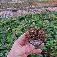 Sulcorebutia insperata nom. prov. RMR 0812