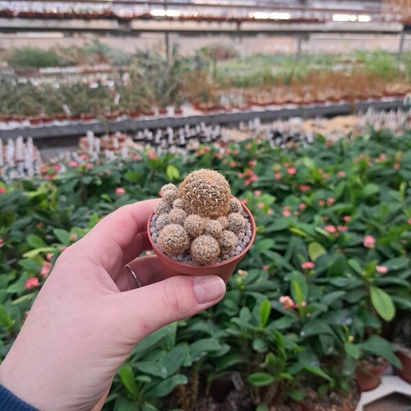 Sulcorebutia crispata fa. RMR 0639
