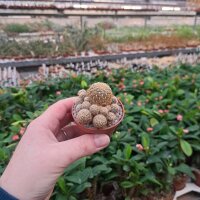 Sulcorebutia crispata fa. RMR 0639