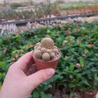 Sulcorebutia crispata fa. RMR 0639