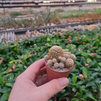 Sulcorebutia crispata fa. RMR 0639