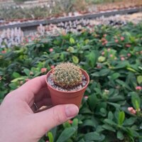 Sulcorebutia crispata RMR 0414