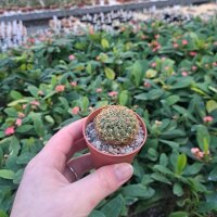 Sulcorebutia crispata RMR 0414