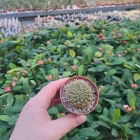 Sulcorebutia crispata RMR 0414