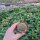Sulcorebutia crispata RMR 0414
