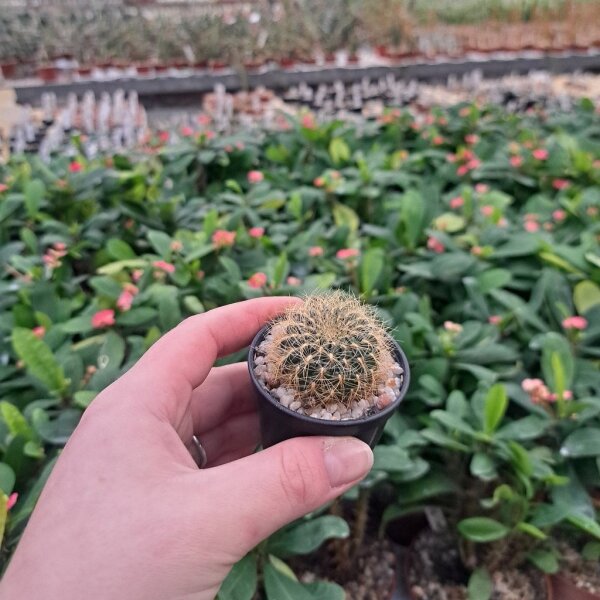 Sulcorebutia mentosa v. swobodae HS 027A