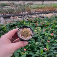Sulcorebutia mentosa v. swobodae HS 027A