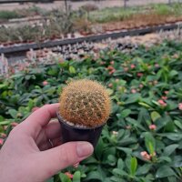 Sulcorebutia mentosa v. swobodae HS 027A