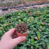 Sulcorebutia steinbachii v. taratensis G 312
