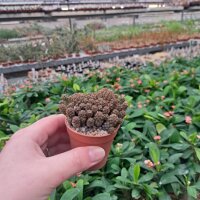 Sulcorebutia steinbachii v. taratensis G 312