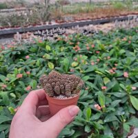 Sulcorebutia steinbachii v. taratensis G 312