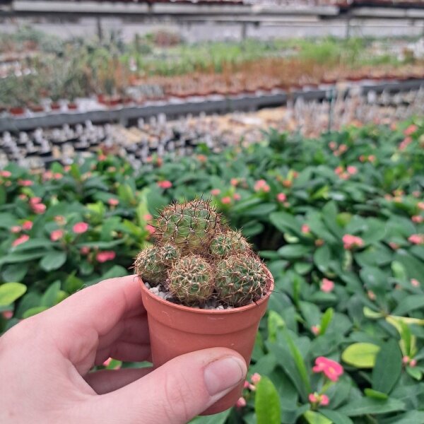 Sulcorebutia steinbachii v. steinbachii Rie 07