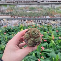Sulcorebutia steinbachii v. steinbachii Rie 07