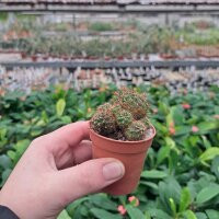 Sulcorebutia steinbachii v. steinbachii Rie 07