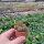 Sulcorebutia steinbachii v. steinbachii Rie 07