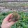 Sulcorebutia steinbachii v. steinbachii Rie 07