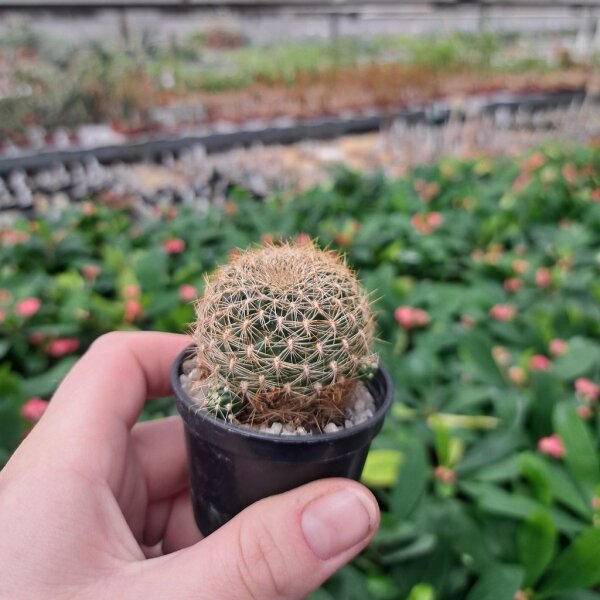 Sulcorebutia roberto-vasquezii RMR 0901
