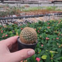 Sulcorebutia roberto-vasquezii RMR 0901