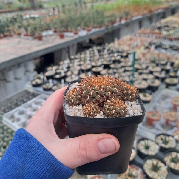 Sulcorebutia pulchra v. pulchra fa. HS 078