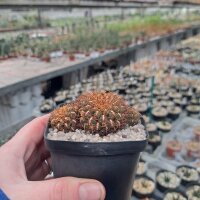 Sulcorebutia pulchra v. pulchra fa. HS 078