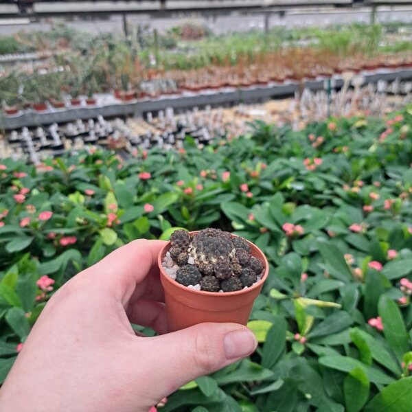 Sulcorebutia rauschii RMR 0223