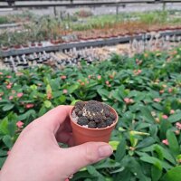 Sulcorebutia rauschii RMR 0223