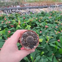 Sulcorebutia rauschii RMR 0223